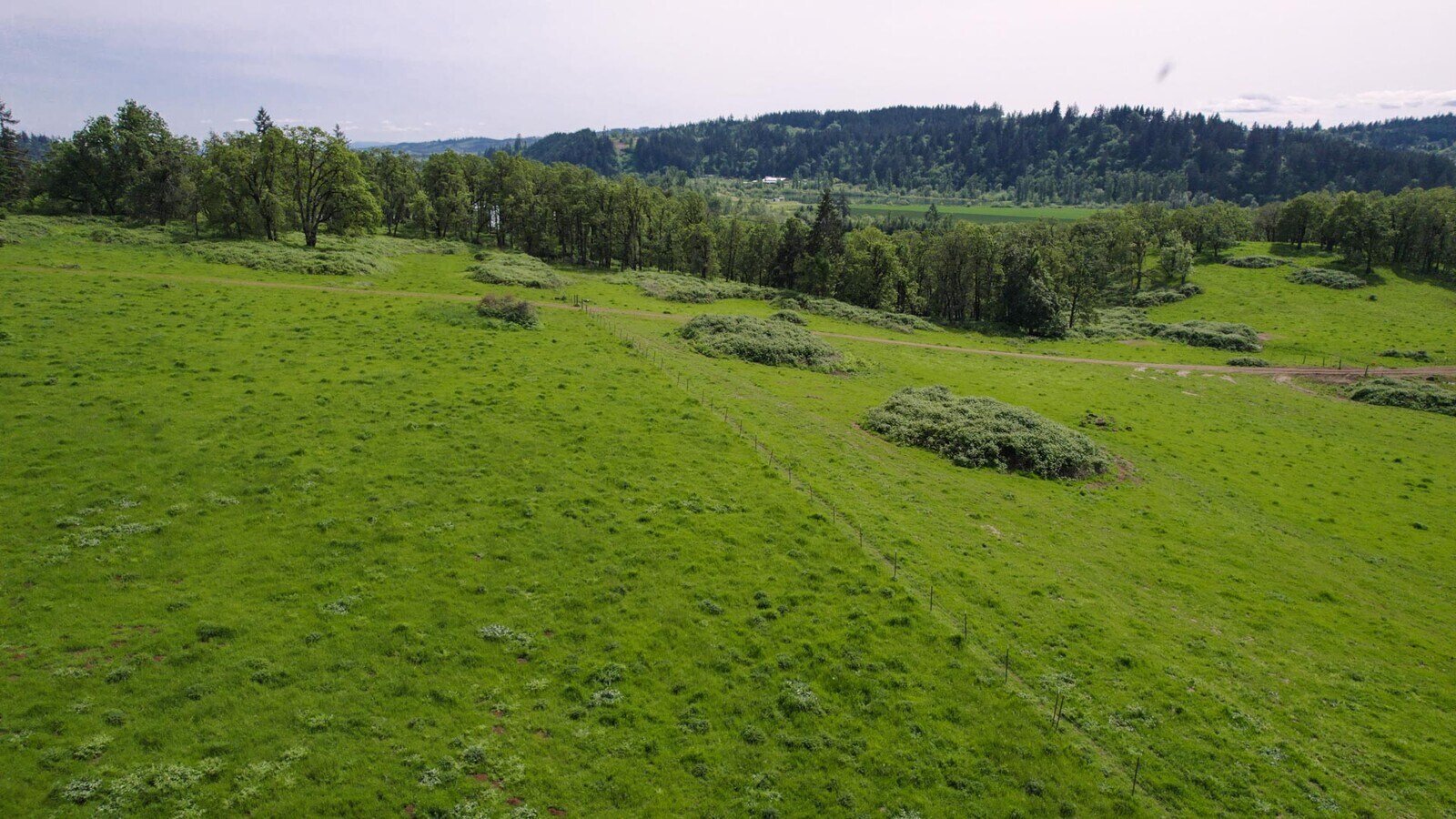 Open meadow aerial