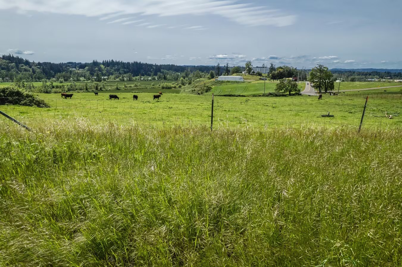 Pastoral meadow with cattle